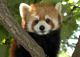 動物たちに癒やしてもらうトピック