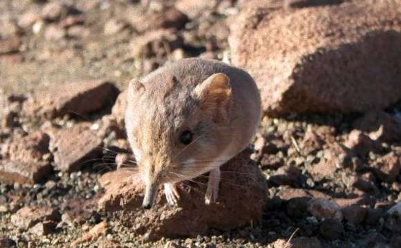 しゅんと長い鼻とぽってりな胴体。ハネジネズミの新種が発見される