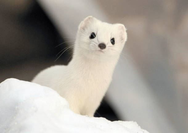 動物たちに癒やしてもらうトピック