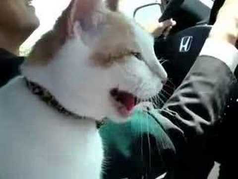 爆笑ドライブ【猫太郎】A Fun Drive [Taro the Cat] - YouTube
