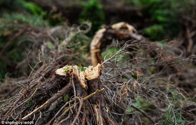 投資家「公園に現金を隠したから探してね」→1000人が殺到、公園が滅茶苦茶に