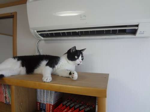 猛暑過ぎて猫が階段に列を成す…！