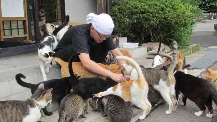 「猫寺」御誕生寺に愛好家集う、境内に52匹