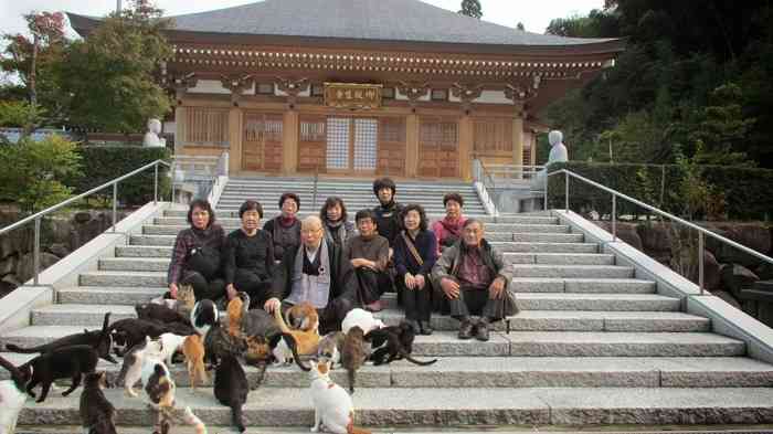 「猫寺」御誕生寺に愛好家集う、境内に52匹