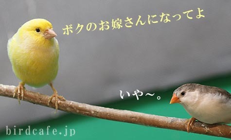 寝たきり72歳女性強姦未遂…タイ人ニューハーフ、脱糞され逃走