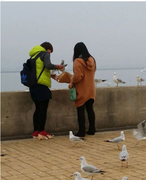 【中国】少女が湖畔をお散歩 → カモメと戯れる → と見せかけてカモメを捕獲！→ 袋につめて持ち帰り