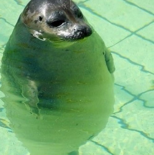 動物たちに癒やしてもらうトピック