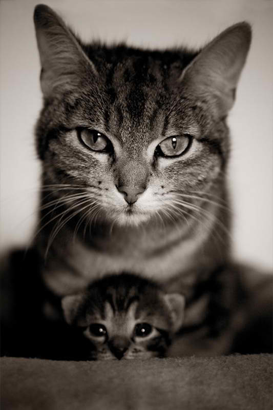 動物たちに癒やしてもらうトピック