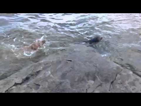 My pitbull freaks out when i jump in the lake - YouTube
