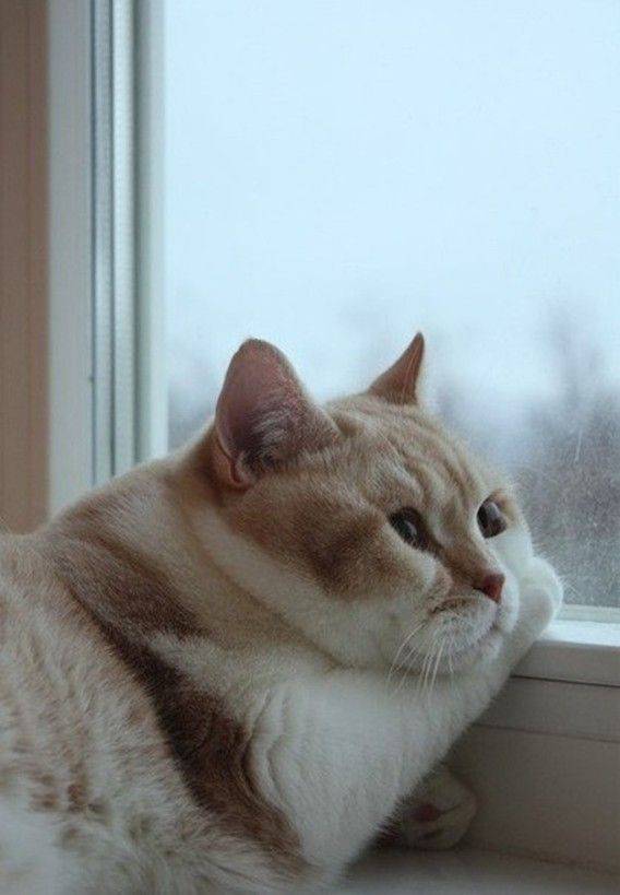 動物たちに癒やしてもらうトピック