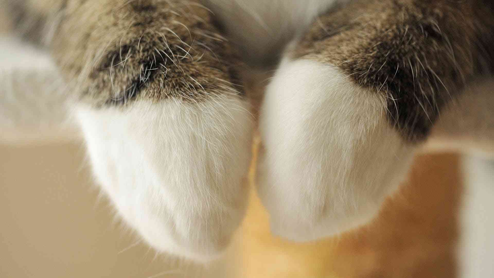 意外と器用な前足とねこ。-Skillful forefoot of Maru.- - YouTube