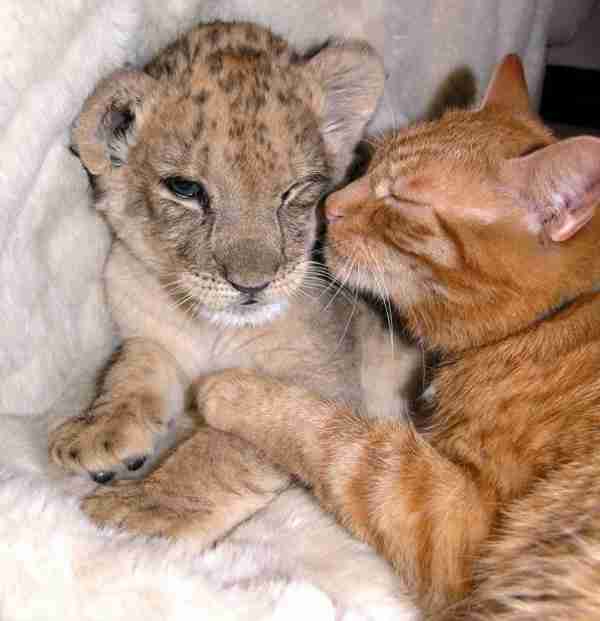 動物たちに癒やしてもらうトピック