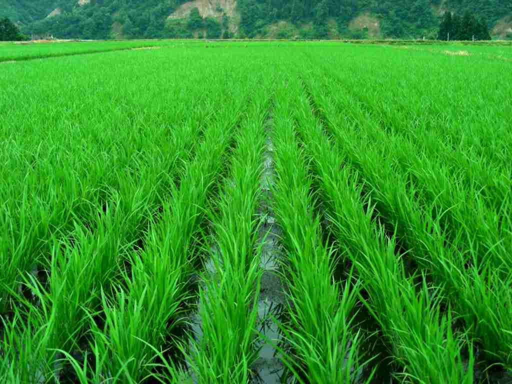 岡山・女子小5生不明　母親記憶の不審車ナンバーの該当車出ず