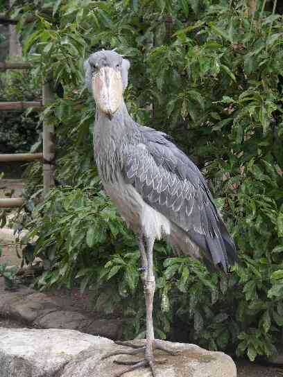 動物たちに癒やしてもらうトピック