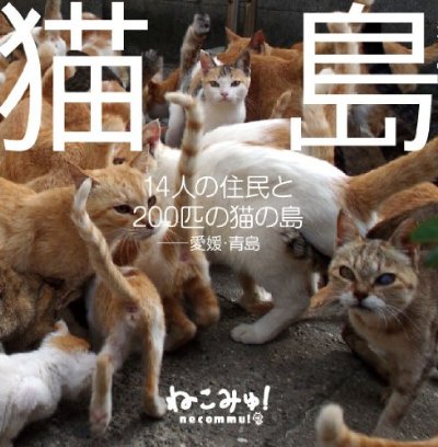 「猫寺」御誕生寺に愛好家集う、境内に52匹