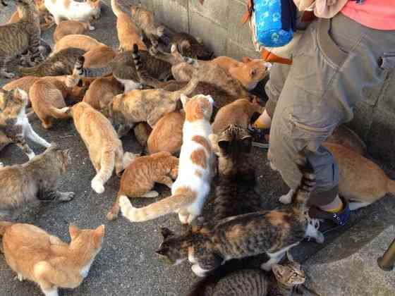 猫好きには天国　猫島の画像がやばい！
