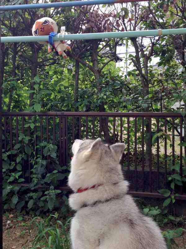犬がキューキュー鳴くから何事かと思ったらぬいぐるみ干してた