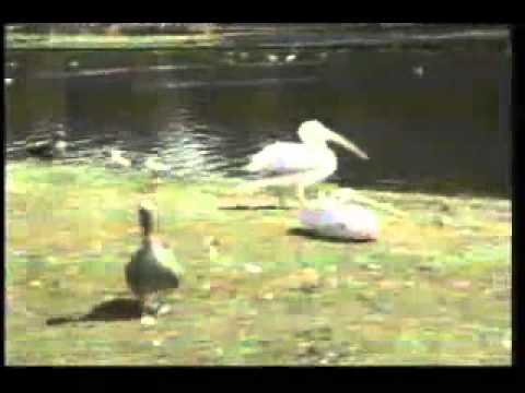 【衝撃】鳥をないないしちゃうペリカン☆　pelican eat bird - YouTube