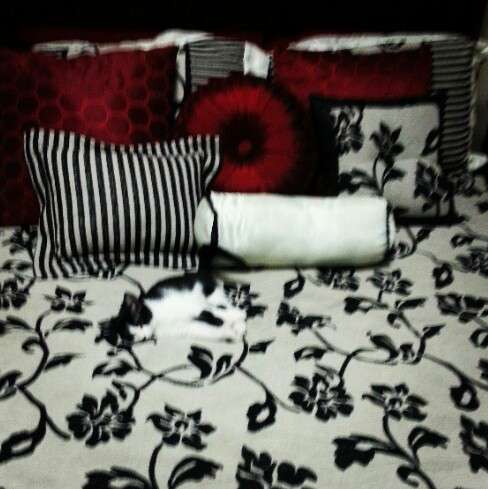 動物たちに癒やしてもらうトピック