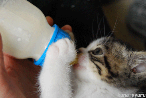 猫は、家の中で飼うのがいいですか。外で飼うほうがいいのでしょうか。