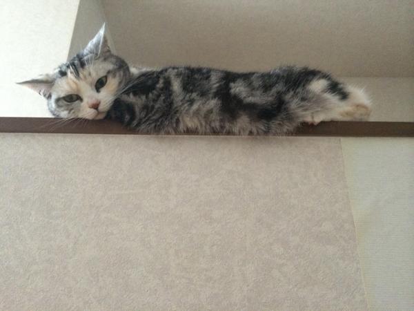 猛暑過ぎて猫が階段に列を成す…！
