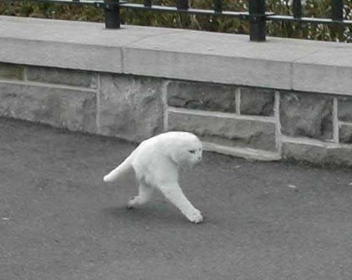 「うちの猫を初めて外に連れて行ったら…とてもシュールな光景になった」(動画)