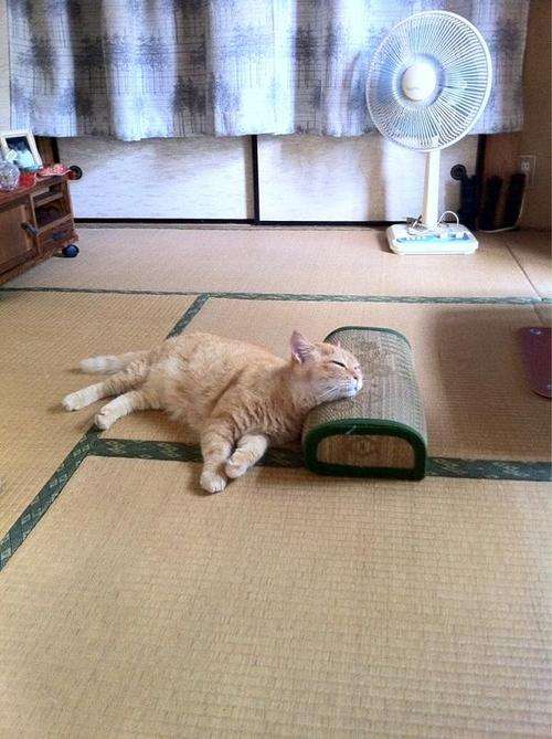 猛暑過ぎて猫が階段に列を成す…！
