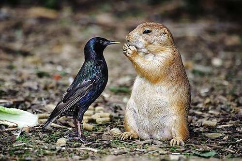 動物たちに癒やしてもらうトピック