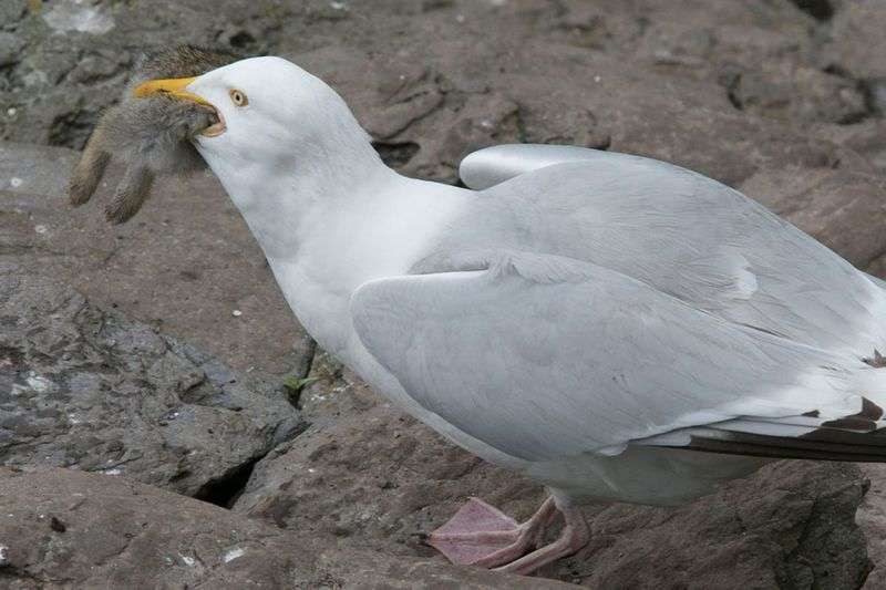 【閲覧注意】魚は食べ飽きた？ カモメがウサギを丸飲み