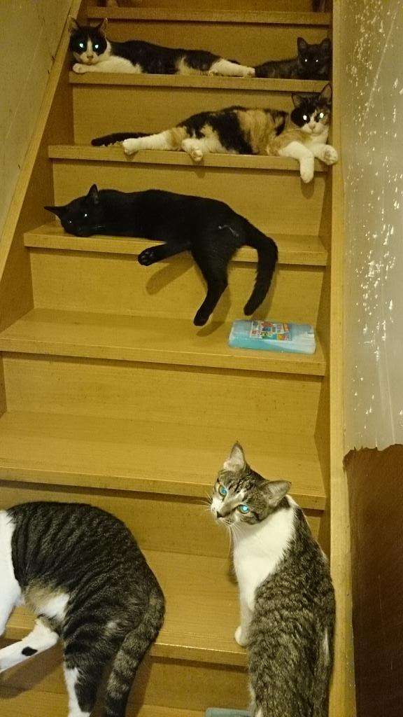 猛暑過ぎて猫が階段に列を成す…！