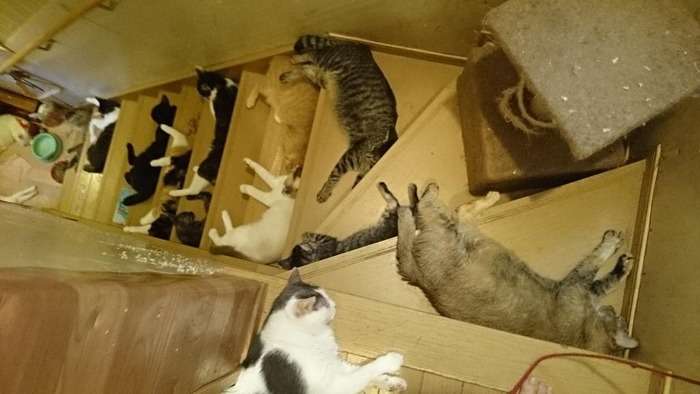 【怪談】猛暑過ぎて猫が階段に列を成す…！:ハムスター速報