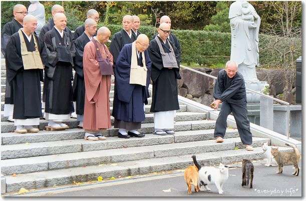 「猫寺」御誕生寺に愛好家集う、境内に52匹