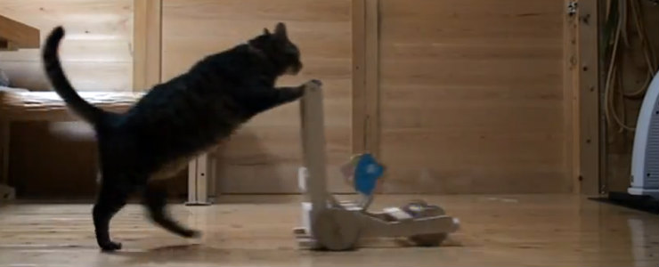 「うちの猫を初めて外に連れて行ったら…とてもシュールな光景になった」(動画)