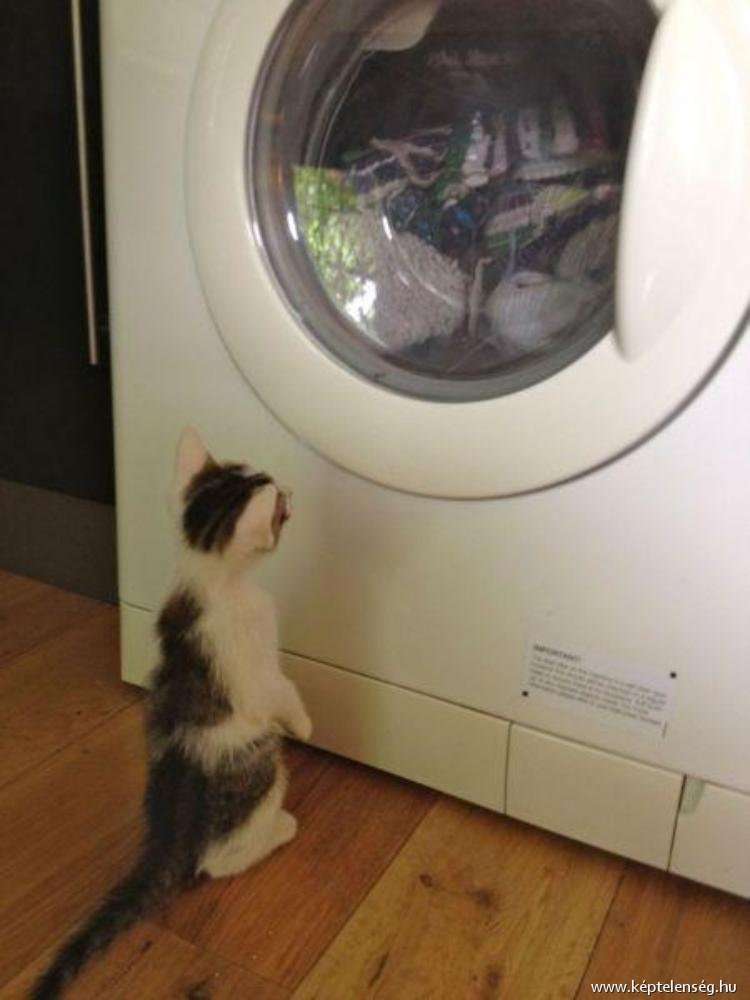 犬がキューキュー鳴くから何事かと思ったらぬいぐるみ干してた