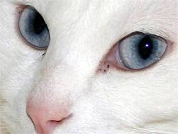 神戸のマンションで両目がえぐり取られ、片方が口の中に入れられた猫の死骸