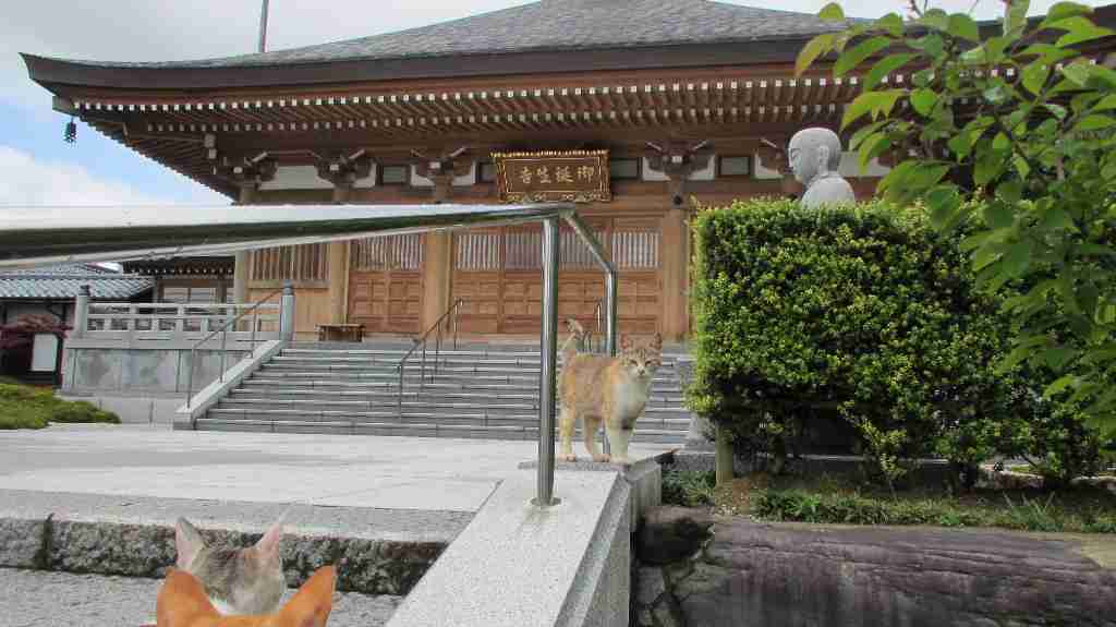 「猫寺」御誕生寺に愛好家集う、境内に52匹