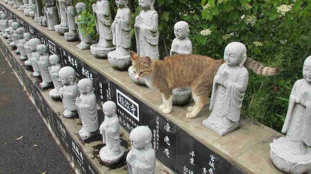 境内ご案内「ふく」ちゃん - 御誕生寺「ぬこでら」 - Yahoo!ブログ