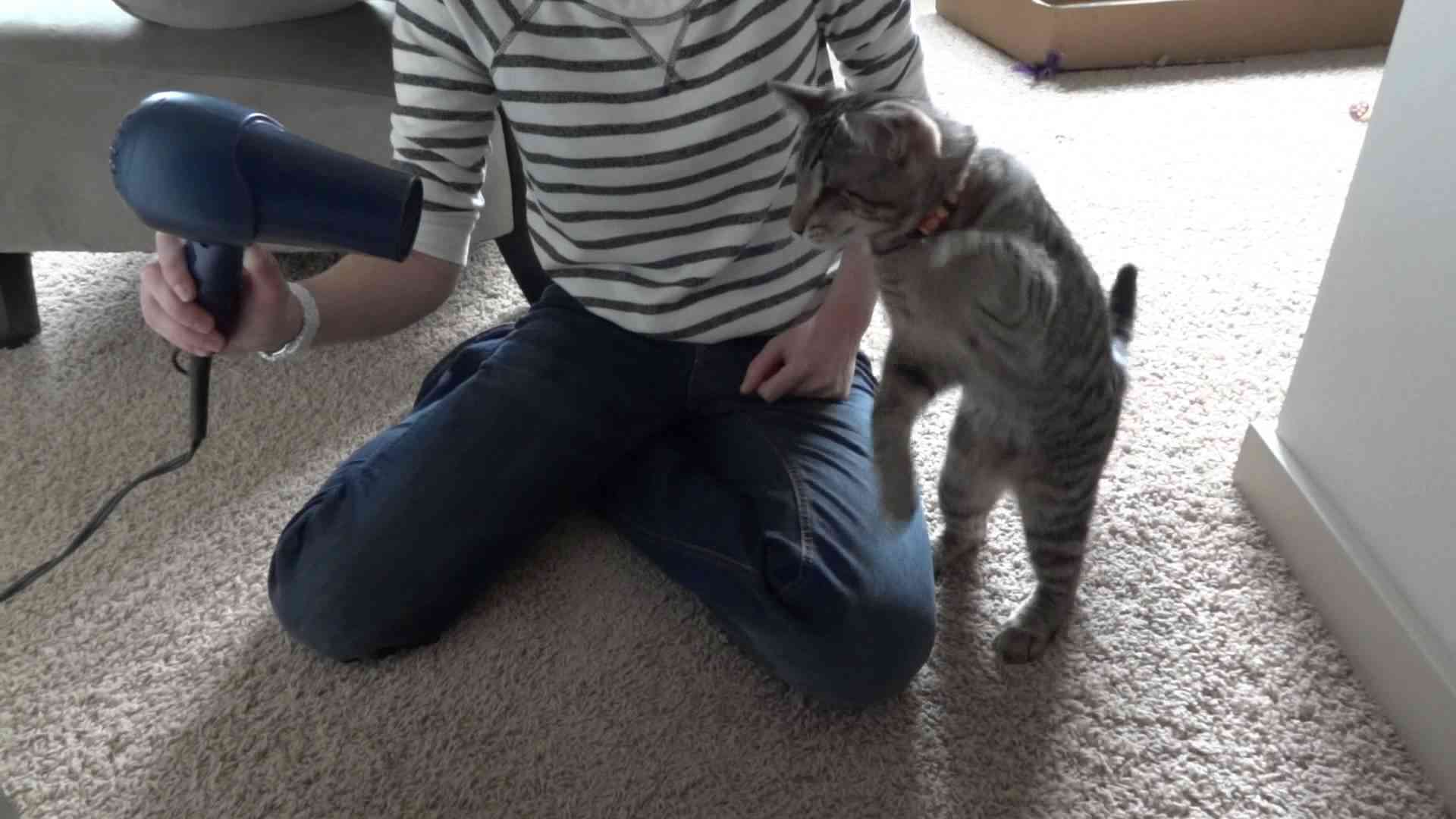 Oskar the Blind Kitten Versus Hair Dryer - Epic Cat Battle - YouTube