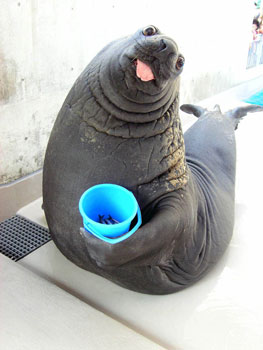 自分を動物に例えると?