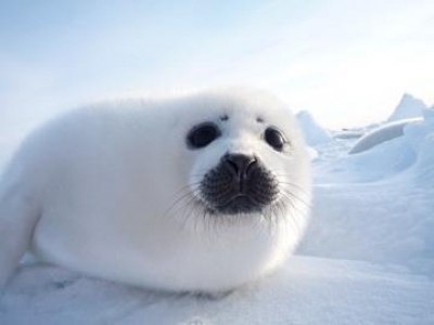自分を動物に例えると?