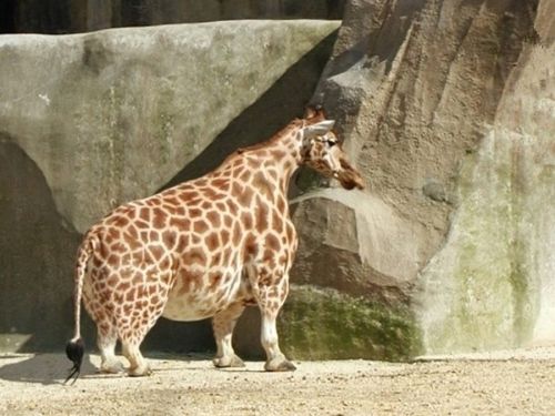 目を疑うほど背が低い衝撃的な「キリン」の写真が話題に｜面白ニュース 秒刊SUNDAY