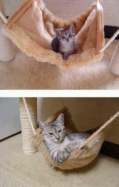 【画像】猫の成長　昔は可愛かったのになあ