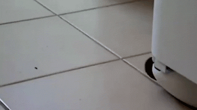 ハリネズミと遊びたくなる画像