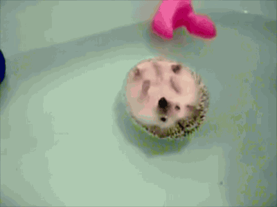 ハリネズミと遊びたくなる画像