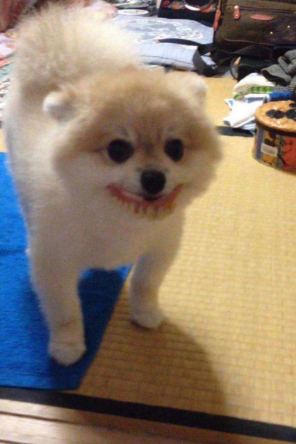 おばあちゃんの入れ歯を口に入れた犬ｗｗｗ
