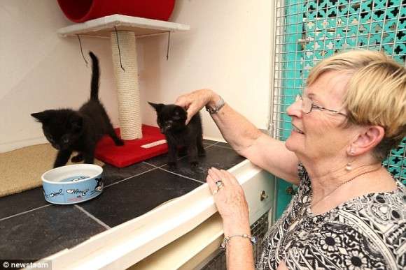 写真うつりが悪いから?イギリスで捨てられる黒猫たちが急増