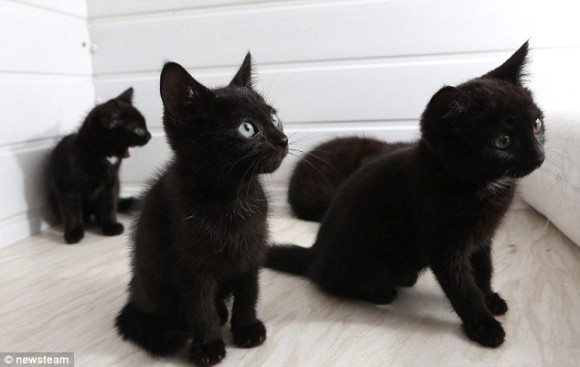 写真うつりが悪いから?イギリスで捨てられる黒猫たちが急増