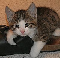【昔→今】猫の成長を比較したタイムトラベル写真が面白い!!