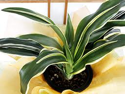 置きたい！部屋の空気をきれいにしてくれる「スーパー観葉植物」7種