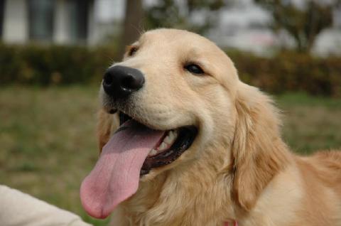 大型犬あるある